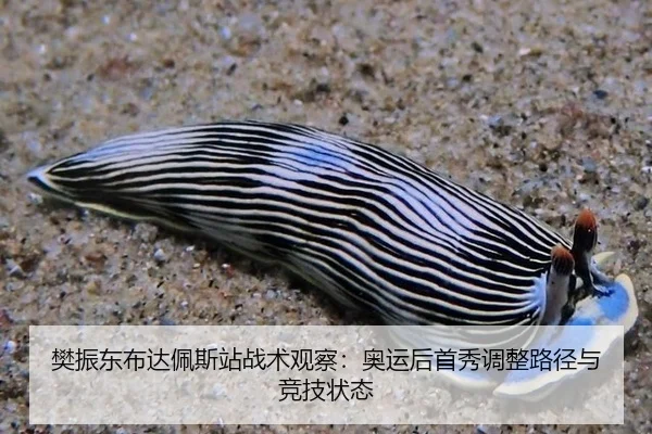 fan-zhen-dong-bu-da-pei-si-zhan-zhan-shu-guan-cha-ao-yun-hou-shou-xiu-tiao-zheng-lu-jing-yu-jing-ji-zhuang-tai-3-509.jpg